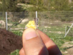 Pieris brassicae