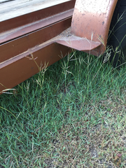 Bothriochloa ischaemum