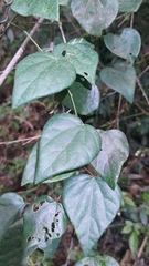 Pericampylus glaucus