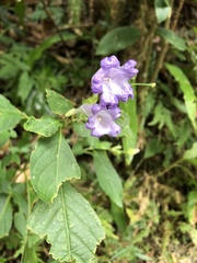 Strobilanthes formosana