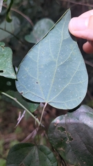 Pericampylus glaucus