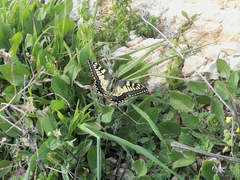 Papilio machaon