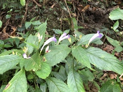 Strobilanthes formosana