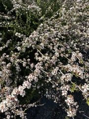 Kunzea tenuicaulis