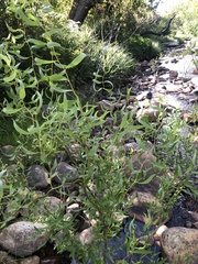 Salix babylonica tortuosa