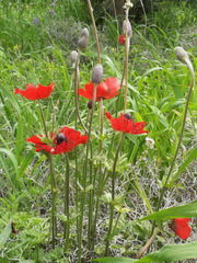 Anemone coronaria