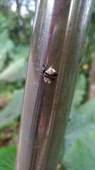 Thelacantha brevispina