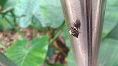 Thelacantha brevispina