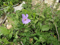 Erodium gruinum