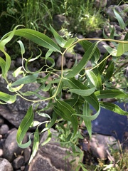 Salix babylonica tortuosa