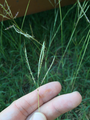 Bothriochloa ischaemum