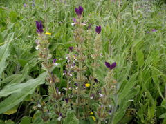 Salvia viridis