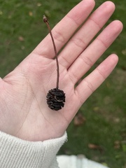 Metasequoia glyptostroboides