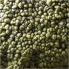 Acarosporaceae