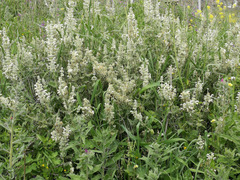 Salvia dominica