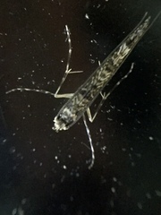 Conopomorpha cyanospila