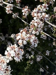 Kunzea tenuicaulis