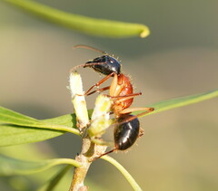 Camponotus nigriceps