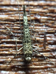 Conopomorpha cyanospila