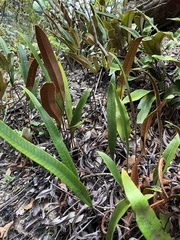 Pyrrosia lingua