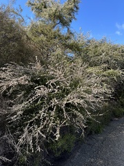Kunzea tenuicaulis