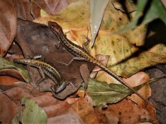 Sphenomorphus melanopogon