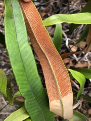 Pyrrosia lingua