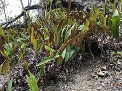 Pyrrosia lingua