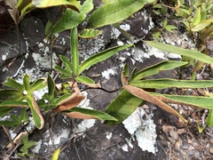 Pyrrosia polydactylos