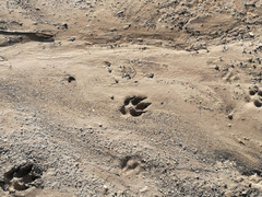 Vulpes vulpes