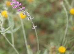 Cullen australasicum