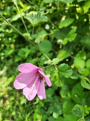 Hibiscus pedunculatus