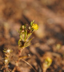 Podotheca angustifolia