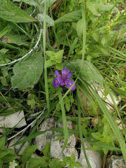Moraea sisyrinchium