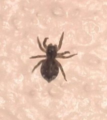 Mexigonus
