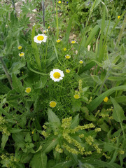 Anthemis pseudocotula