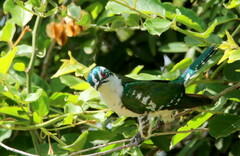 Chrysococcyx caprius