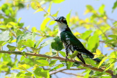 Chrysococcyx caprius