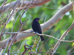 Chalcomitra amethystina