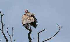 Necrosyrtes monachus