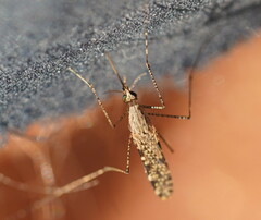 Anopheles annulipes