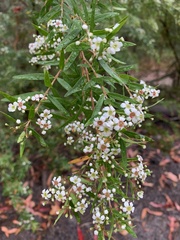 Sannantha pluriflora
