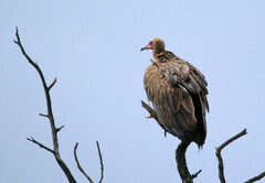 Necrosyrtes monachus