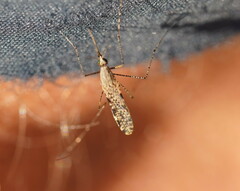 Anopheles annulipes