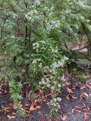 Sannantha pluriflora