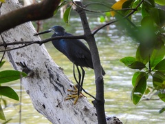 Egretta garzetta dimorpha