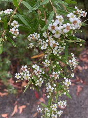 Sannantha pluriflora