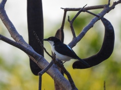 Dryoscopus cubla affinis