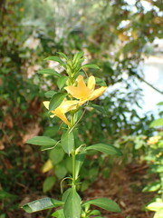 Barleria
