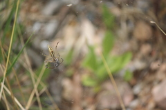Argiope protensa